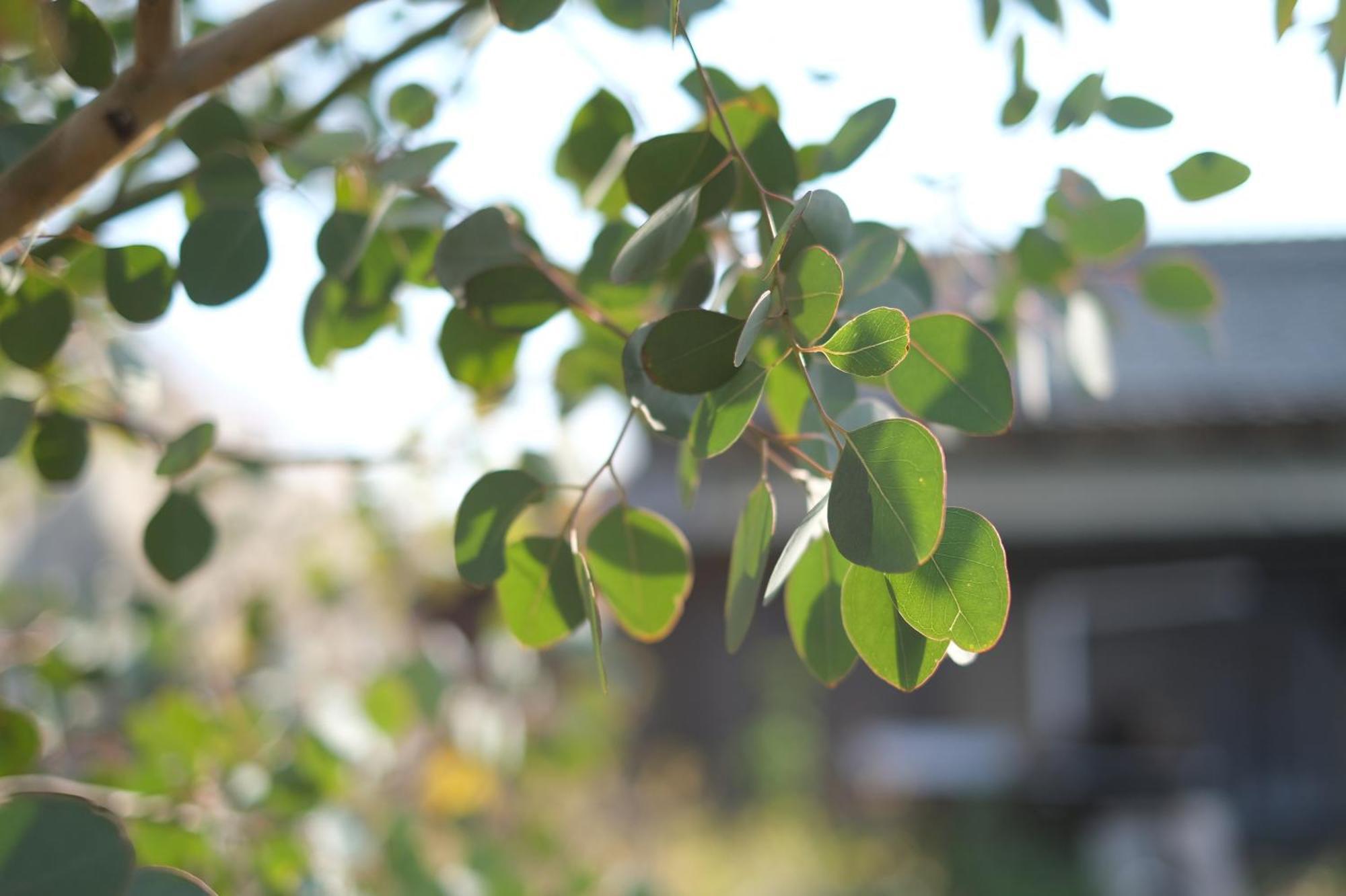 Lemon Tree Hotel Megijima Εξωτερικό φωτογραφία